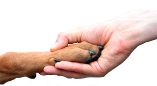 paw it forward2
